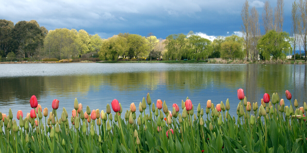 Floriade Reimagined: flowers across Canberra