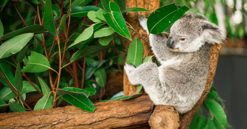 Koala at Zoo