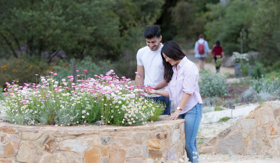 The Australian National Botanic Gardens on celebrating 50 years during a challenging year